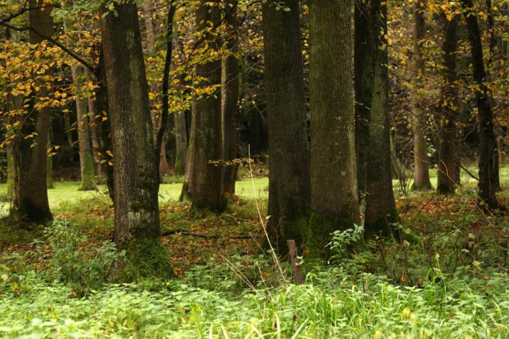 Fot. Bogusław Młynarczyk