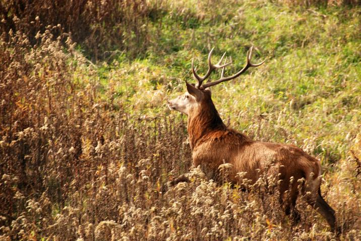 Fot. Bogusław Młynarczyk