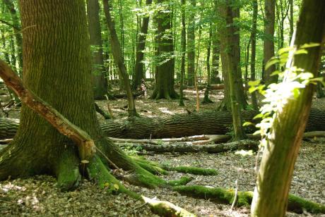 Wyniki monitoringu lasów HCVF