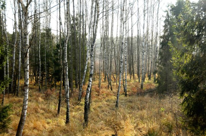 Fot. Bogusław Młynarczyk