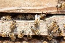 Zagrożenie dla pszczół w Puszczy Niepołomicej
