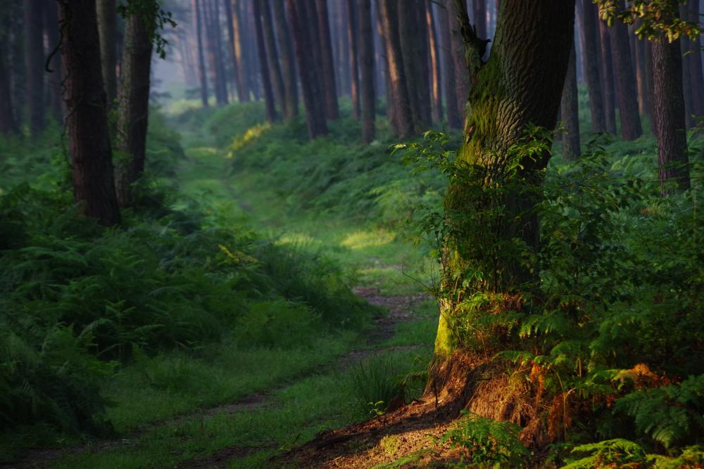 Puszcza w pełni lata. Fot. M. Wieciech