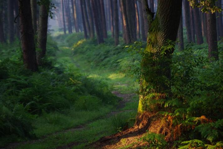 Puszcza w pełni lata. Fot. M. Wieciech